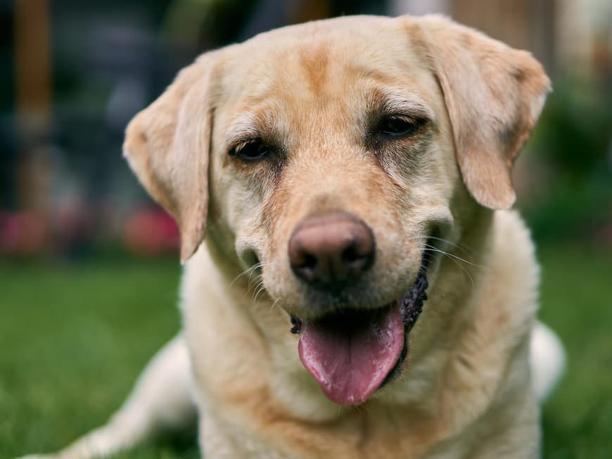 Labrador Retriever