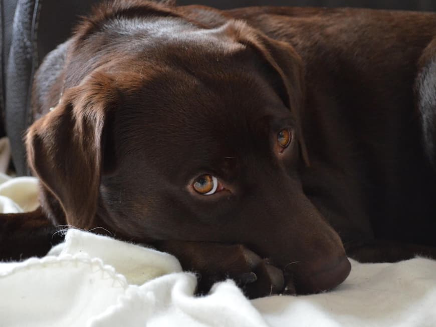 Labrador braun
