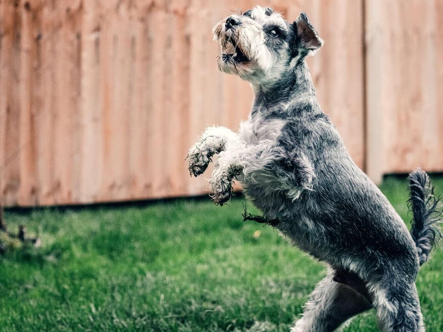 Mittelschnauzer