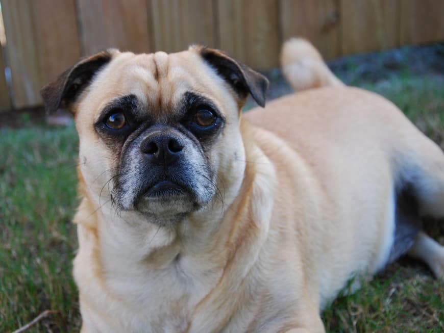 Mops