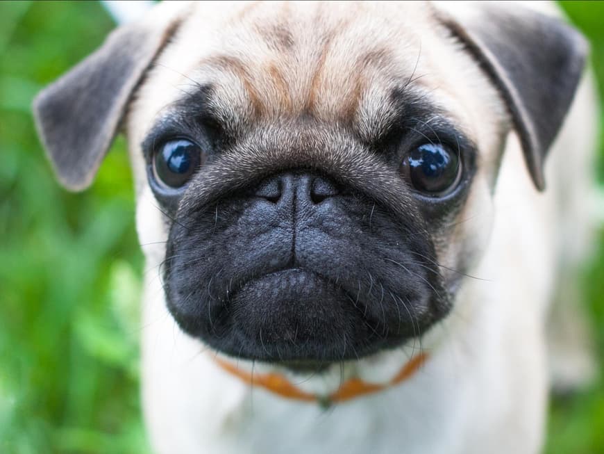 Mops Welpe
