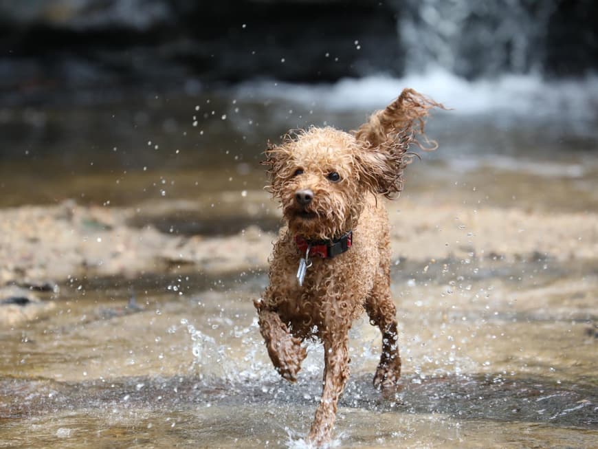 Pudel im Wasser