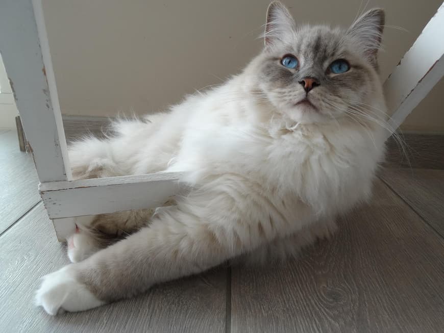 Ragdoll