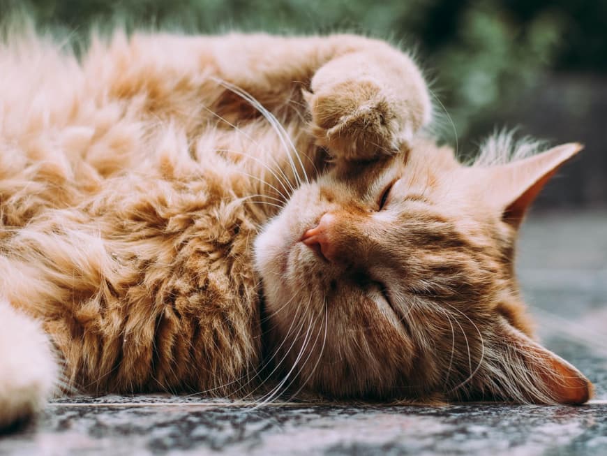 braune Katze
