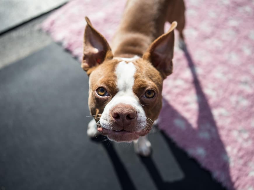 Hund Boston Terrier