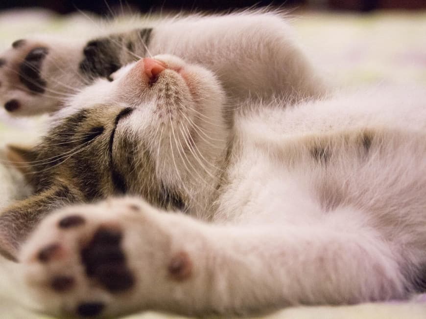 Katzenbabys
