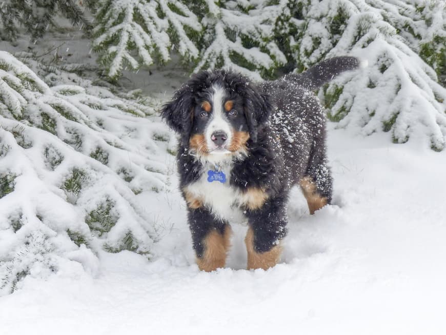 Berner Sennenhund