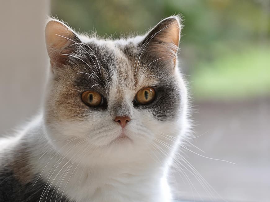 Exotic Shorthair