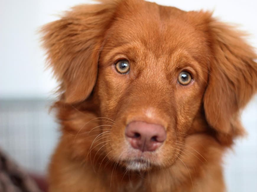 Hundewelpe