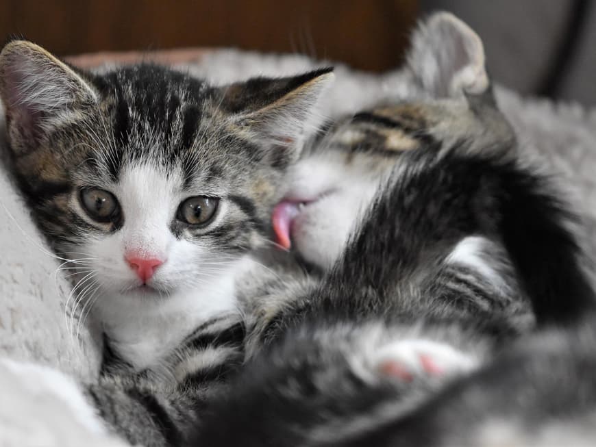 Katzenbabys