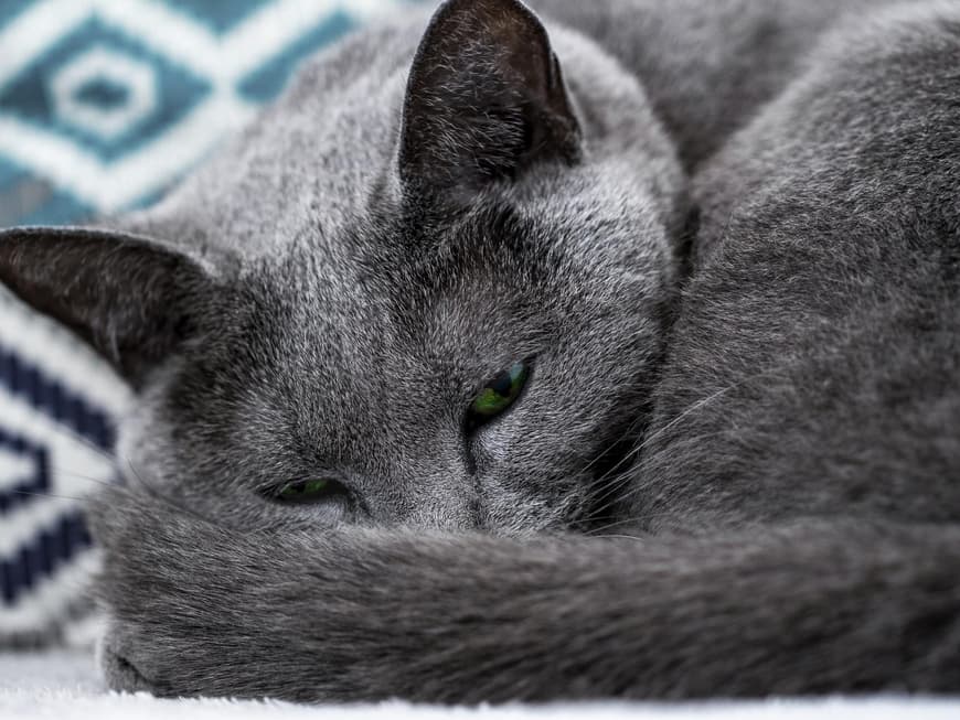 Katze Russisch Blau