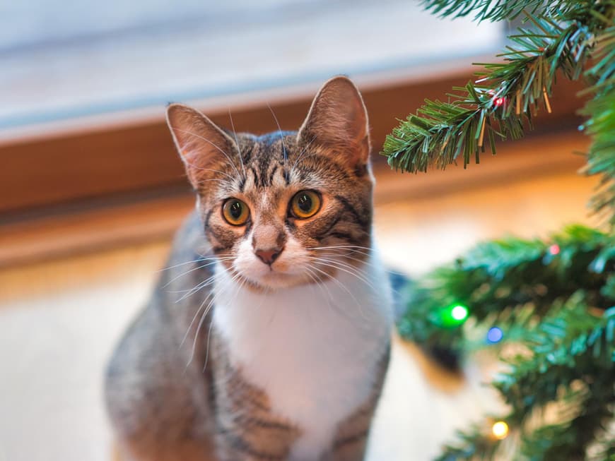 Katze Weihnachtsbaum
