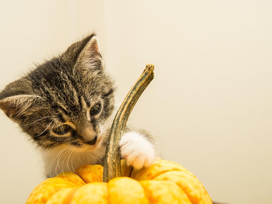 Katzenbaby