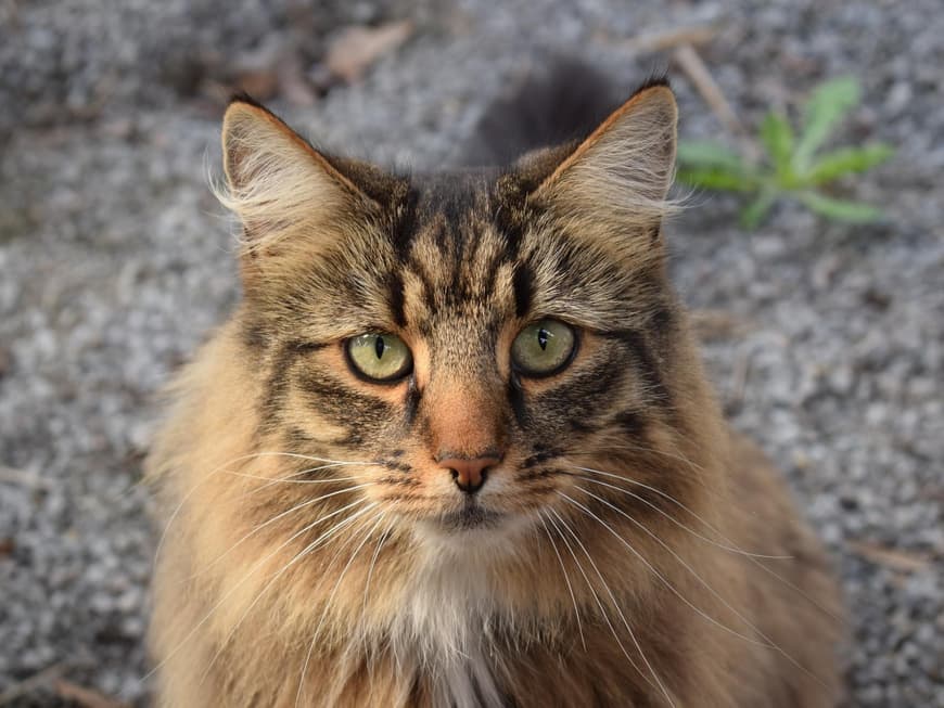 Norwegische Waldkatze