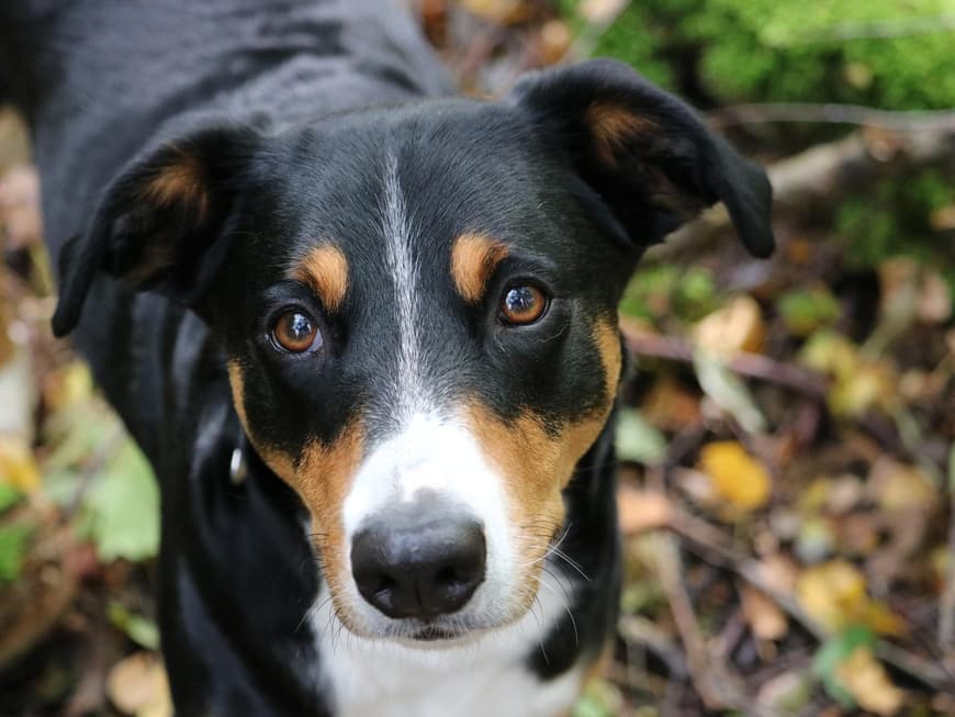 Appenzeller Sennenhund