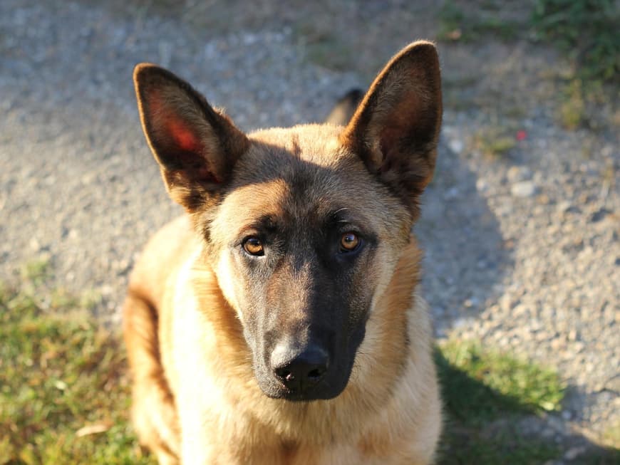 Belgischer Schäferhund
