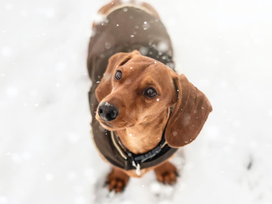 Dackel Schnee