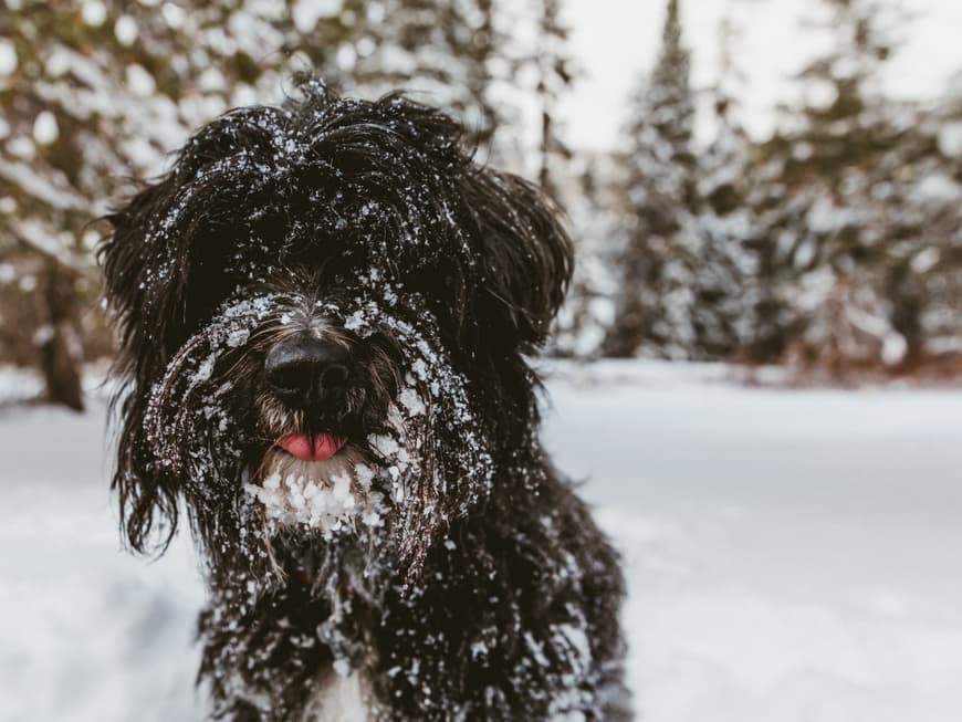 Hund im Schnee