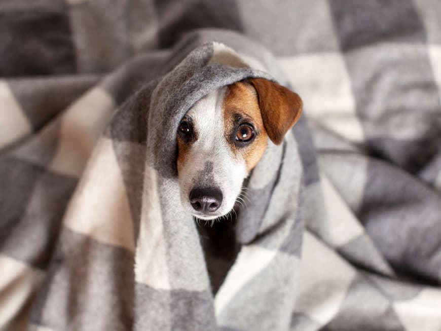 Hund unter Decke