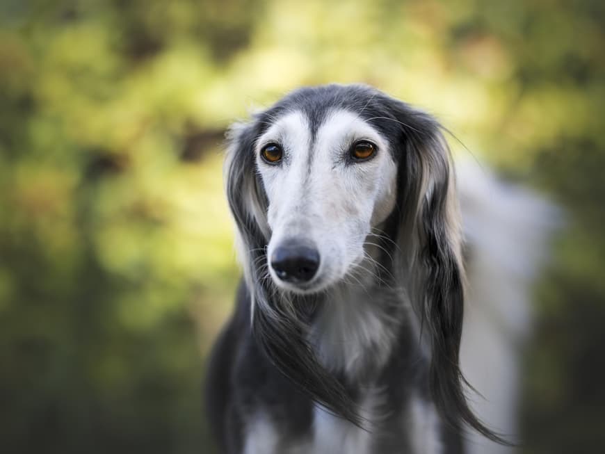 Saluki