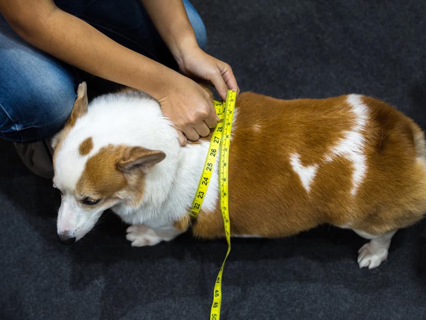 Hund dick