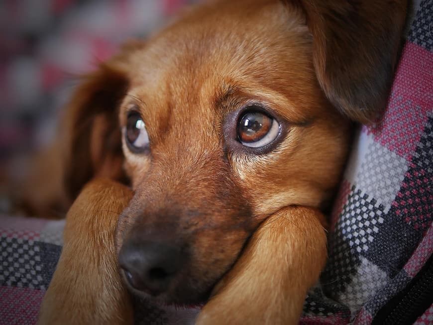 Hundewelpe