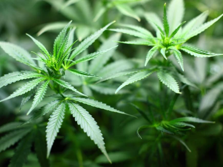 Cannabis-Pflanze Cannabis-Pflanze