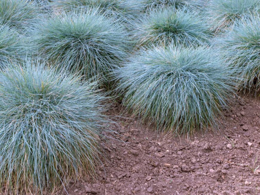 Blauschwingel