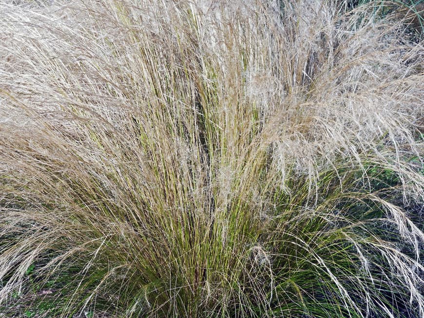 federgras