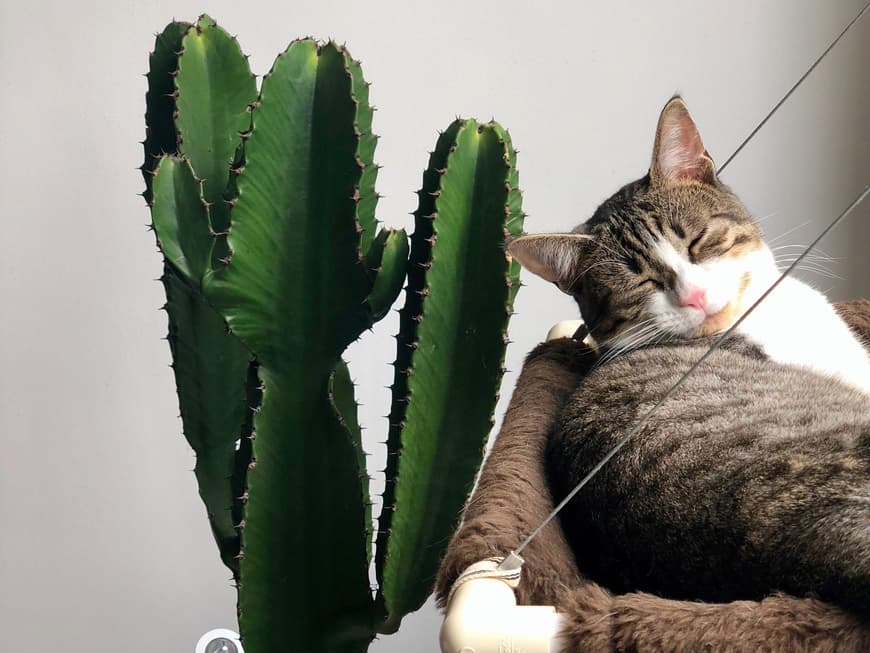 Katze neben Pflanze