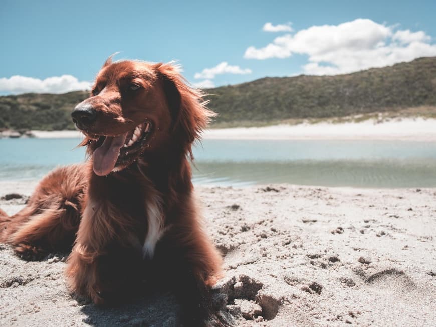Hund Strand Sommer
