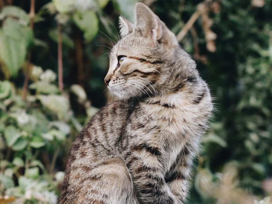Katze im Garten