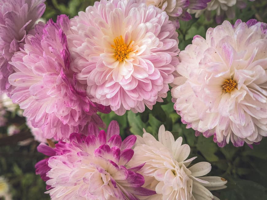 Chrysanthemen