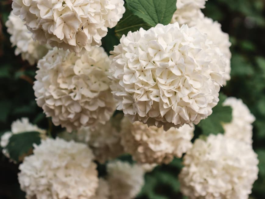 Hortensie weiß