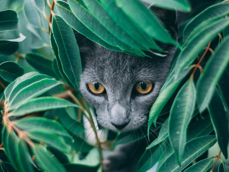 Katze Pflanze Katze Pflanze