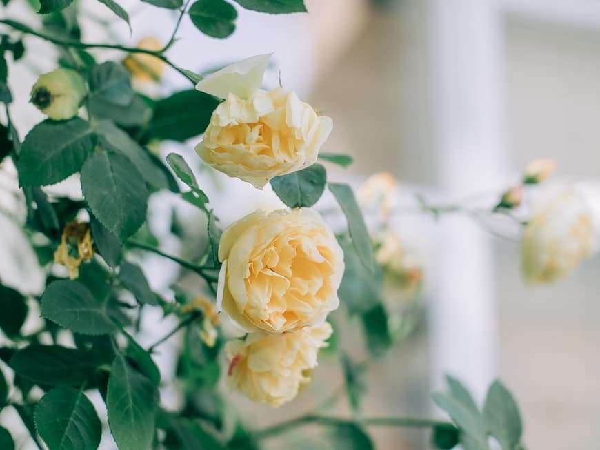Gelbe Rosen