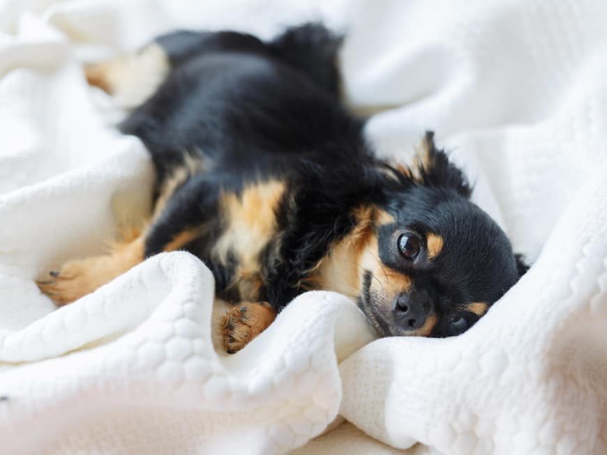 Schwangerer Hund