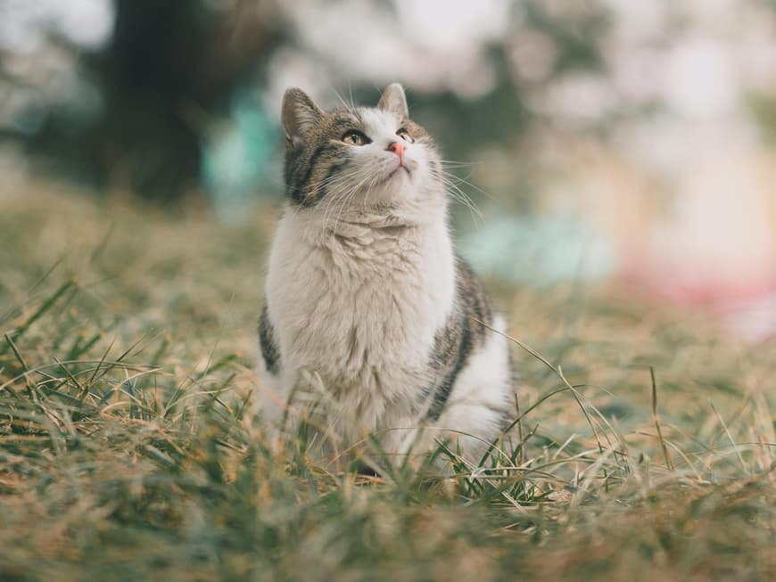 Katze im Garten