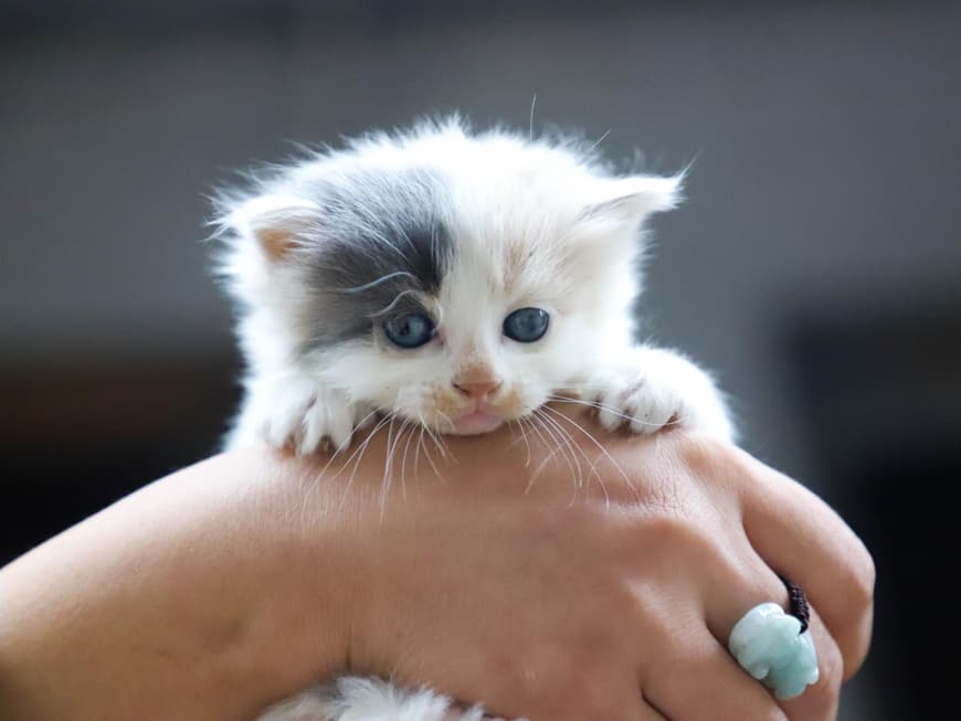 Katzenbaby