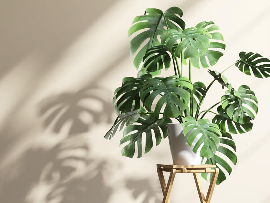 Monstera
