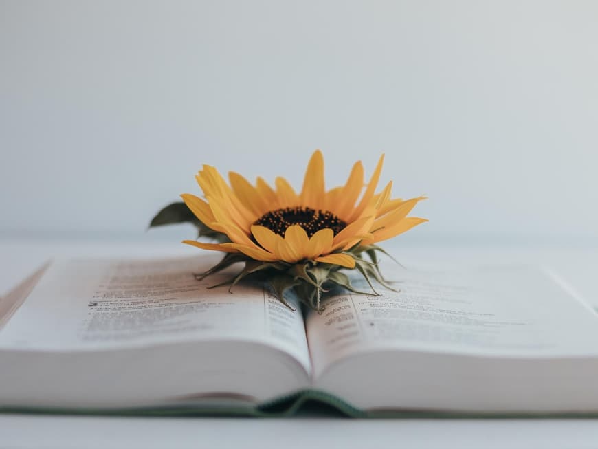 Buch mit Sonnenblume
