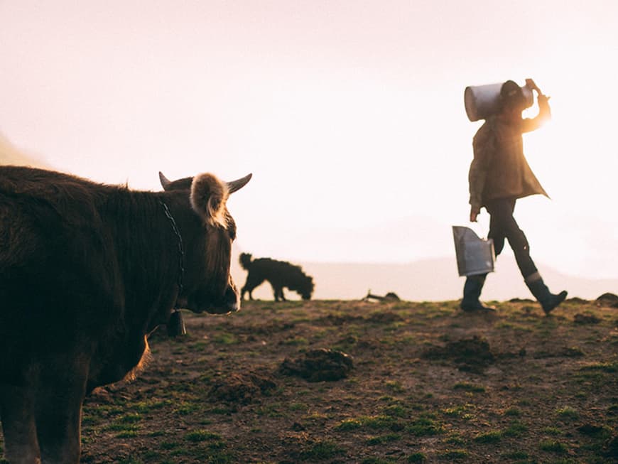 Kuhweide und frische Milch Kuhweide und frische Milch