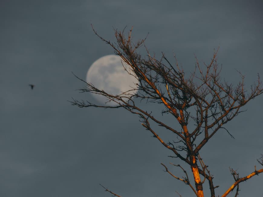 Astro Pech Mond vor kahlem Baum