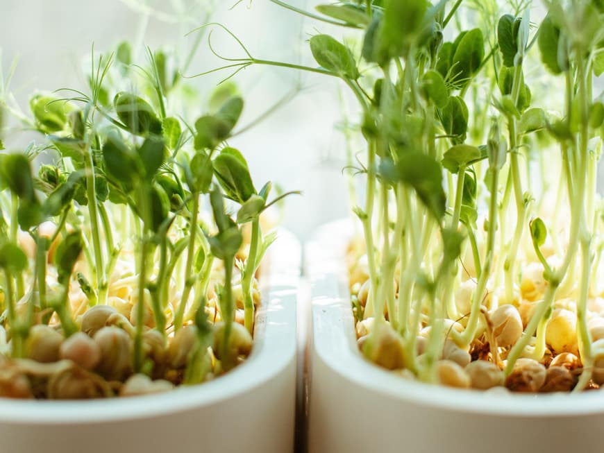 Microgreens in zwei Töpfen