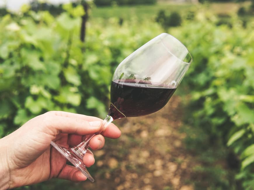 Rotwein vor Weinreben