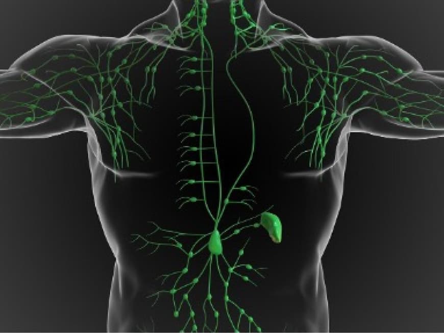 Nervensystem Nervensystem