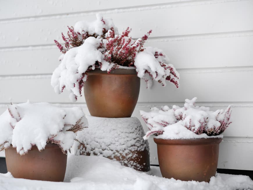 Winterharte Kübelpflanzen