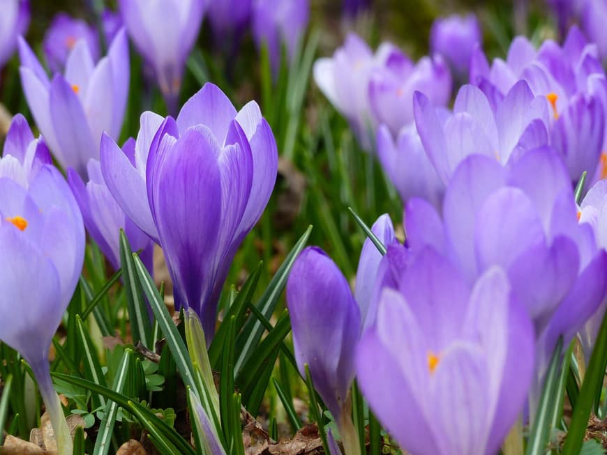 Krokusse lila