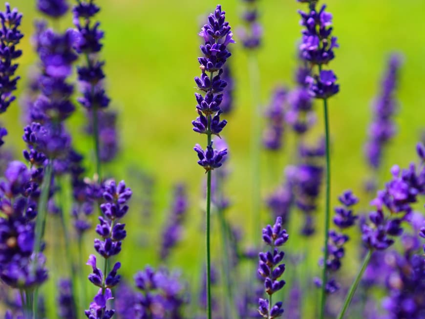 Lavendel