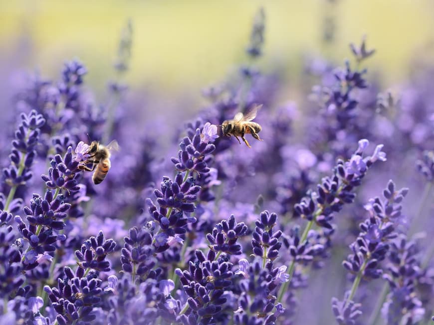 Lavendel